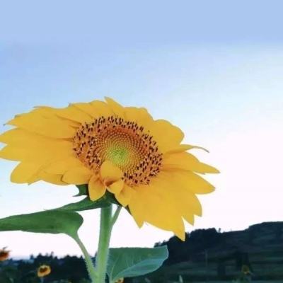 关于“开云电竞APP”手机app下载