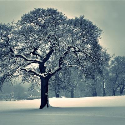 KOKapp下载手机版