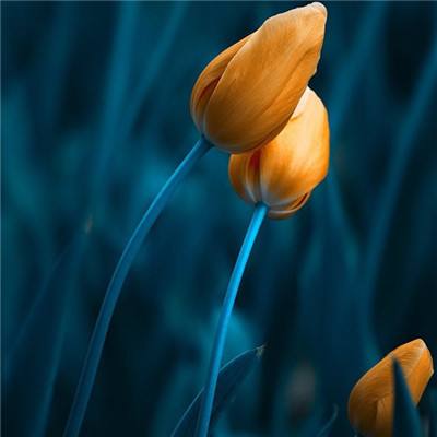 皇冠新体育APP官方入口