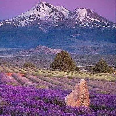 乐鱼app官网下载官方版