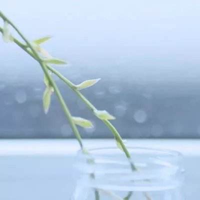 彩神lllv入口手机app下载