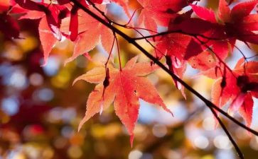 10月1日国庆作文6篇