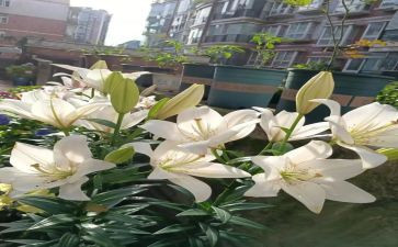 百合花教案8篇