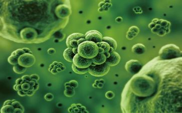 初二生物组教学计划5篇