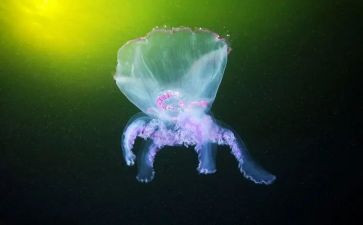 生物教师听课心得5篇