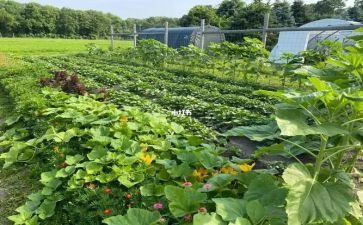 买菜中班音乐教案参考7篇