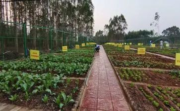炒一次菜的心得体会优质8篇