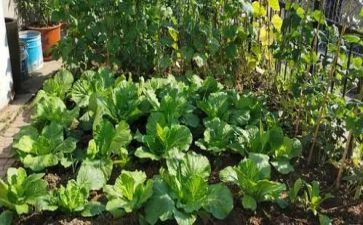 蔬菜调研报告8篇