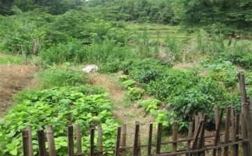 家乡菜活动策划5篇
