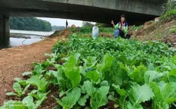 关于幼儿吃蔬菜的教案7篇