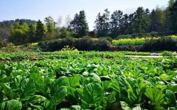 蔬菜的购销合同推荐7篇