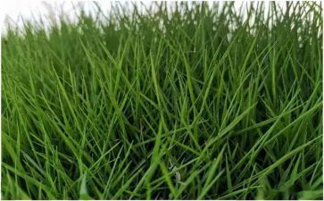 识字草的教案最新5篇