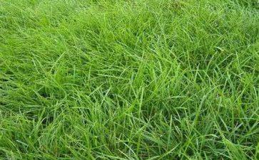 稻草狼读后感优秀6篇