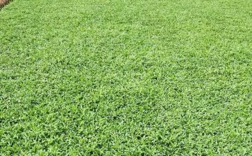 生命如小草作文5篇