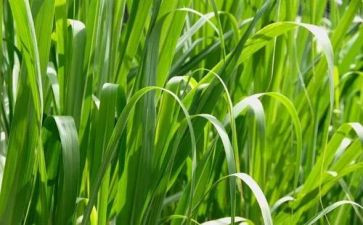 鲁讯野草读后感5篇