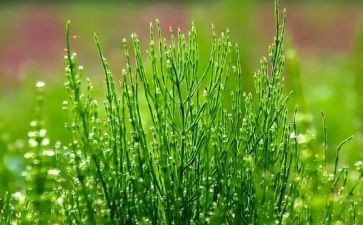 我是棵小草的作文通用6篇