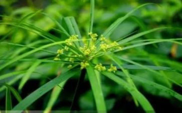 稻草狼读后感7篇