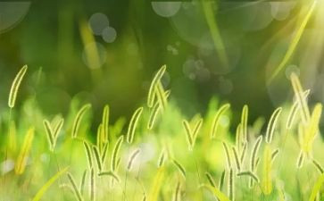 识字草的教案优秀6篇