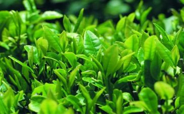 奶茶店工作月总结8篇