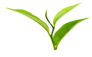 茶文化活动总结8篇