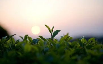 以茶为主题的教案6篇
