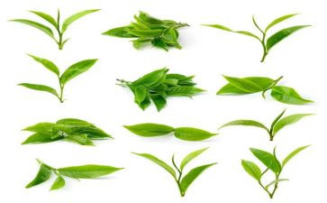 茶的工作计划范文5篇