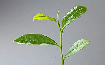 茶艺班的心得体会8篇