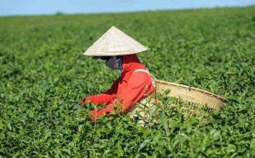 茶培训心得体会模板7篇