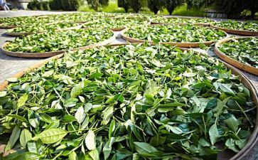 上茶课的心得体会精选6篇