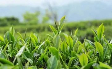 大班采茶扑蝶教案6篇