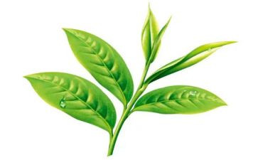茶的工作计划范文精选8篇