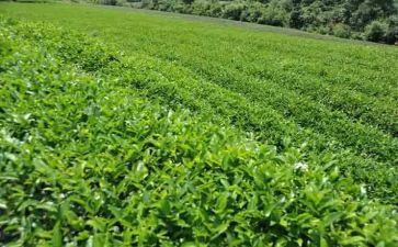 茶演讲稿作文8篇