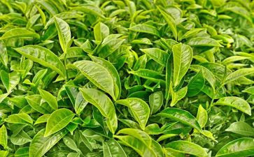 上茶课的心得体会优秀7篇