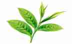 茶幼儿教案最新8篇