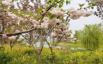 2023春期数学教师工作计划5篇