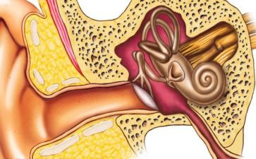 小耳朵科学教案8篇