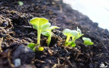 会发芽的种子教案7篇