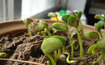 会发芽的种子教案8篇