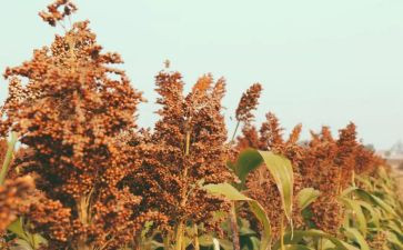 红高粱的心得体会7篇