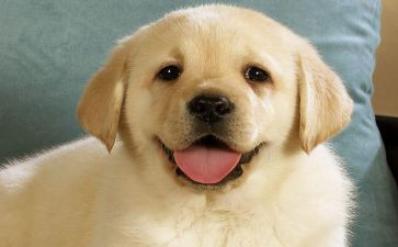 小狗小房子的读后感5篇