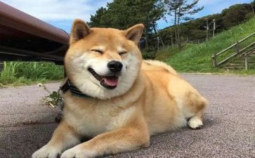猎狗读后感模板6篇