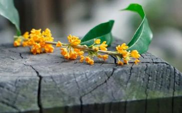 打桂花心得体会8篇
