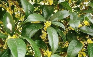 种桂花树作文通用6篇