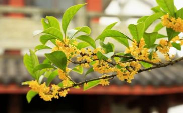 种桂花树作文精选5篇