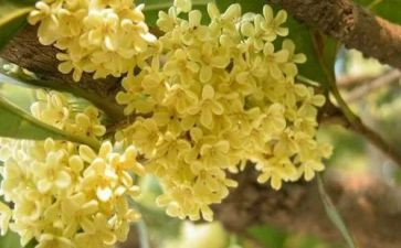 种桂花树作文优质5篇