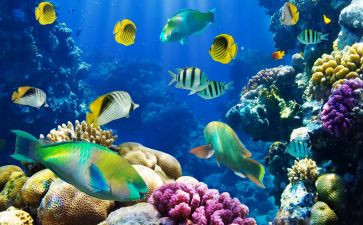 海底两万里的读后感600字6篇