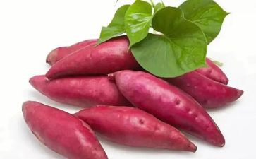 红薯作文600字5篇