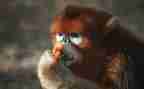 猴子和猫的读后感8篇