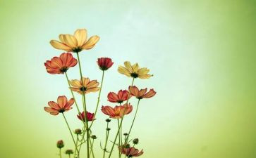 桃花岭观后感7篇