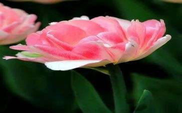 元宵节赏花灯的作文精选6篇